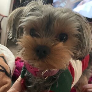 Merry Christmas Coco got her first Real Gucci Shirt